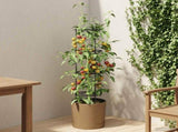 Tomato Grower Naturo ECO 39 x 139 cm WPC 42033418