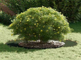 suitable for Flat Tree Rings 5 pcs Olive green 50 / 80 cm Steel 873697