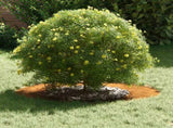 suitable for Flat Tree Rings 5 pcs Brown 40 / 70 cm 873689