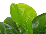 Artificial Plant Fiddle Leaves with Pot Green 90 cm 280172