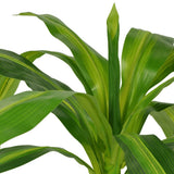 Artificial Dracaena Plant with Pot 100 cm Green 244451