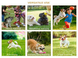 Dog agility training equipment 21596315