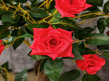 Set of 2 Artificial Plants White Rose Floral in Pot, Fake Plants for Home Indoor Decor, 90cm, Red T3398P344640