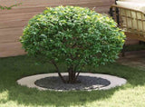 suitable for Flat Tree Rings 5 pcs White 60 / 90 cm Steel 873707