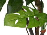 Artificial Monstera Plant with Pot 170 cm Green 245945