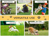 Dog Agility Training Equipment 10773071