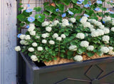 Raised Bed for Garden with Trellis, Galvanised Planter Box with Diamond Pattern, Drainage Holes for T3398P315991