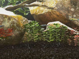 Aquarium Sand 25 kg Black 0.2-2 mm 155294