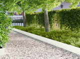 Lawn Edging 10 pcs metal 8008290