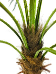 Artificial Fan Palm Tree 150cm N3011